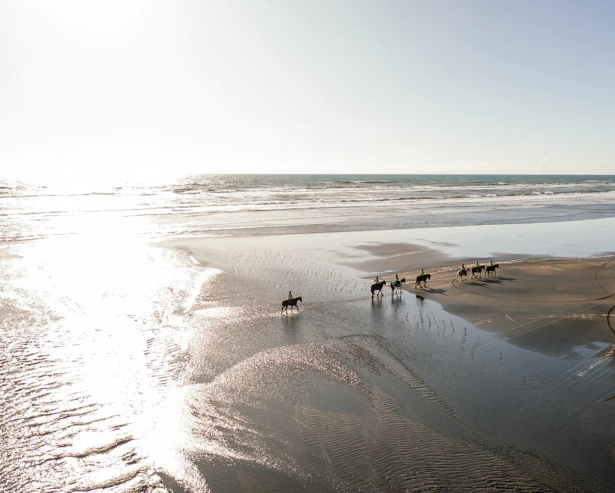 Horse riders travelling along the wide sand of Pakiri Beach