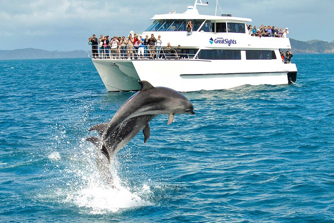 Wild dolphins swimming in the Bay of Islands