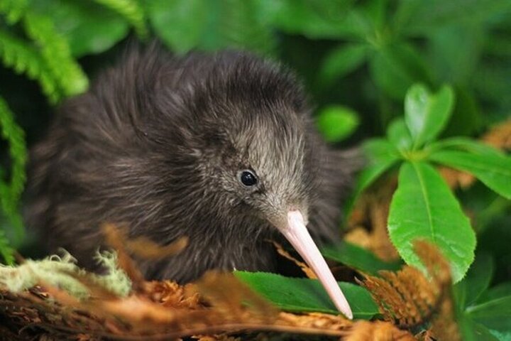A wild kiwi among native New Zealand plants