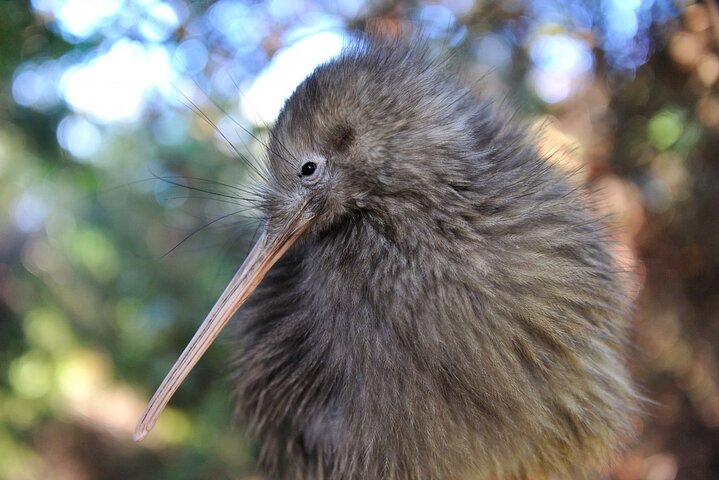 A wild kiwi in native forest near Matakana