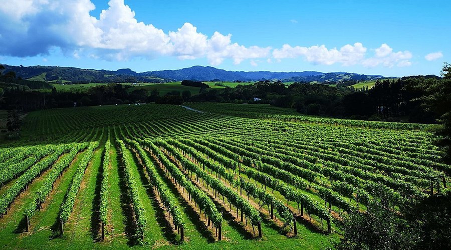 Rows of vines across Matakana wine country